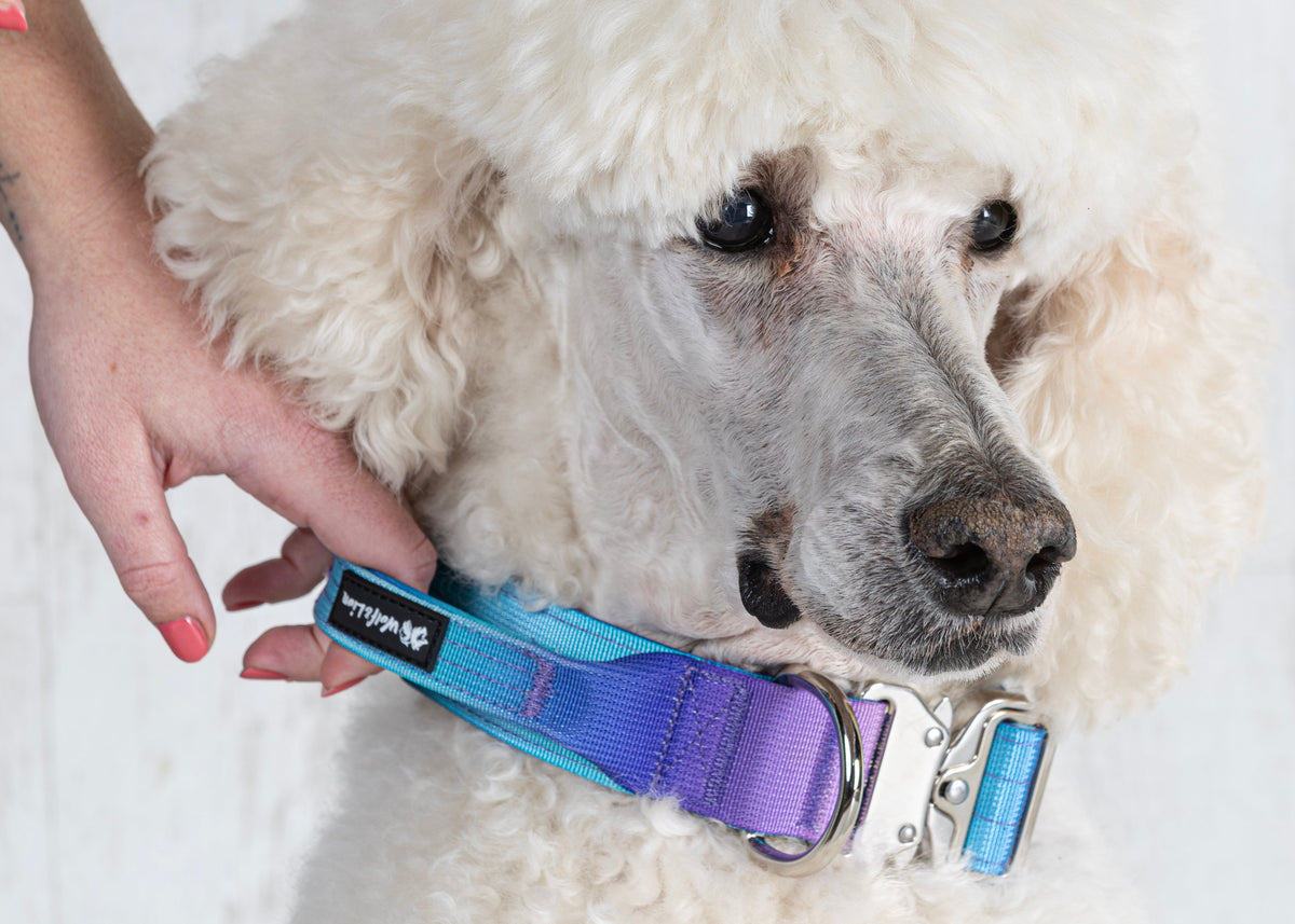 Collar Táctico con Asa de Control - Para Perros Grandes y Fuertes