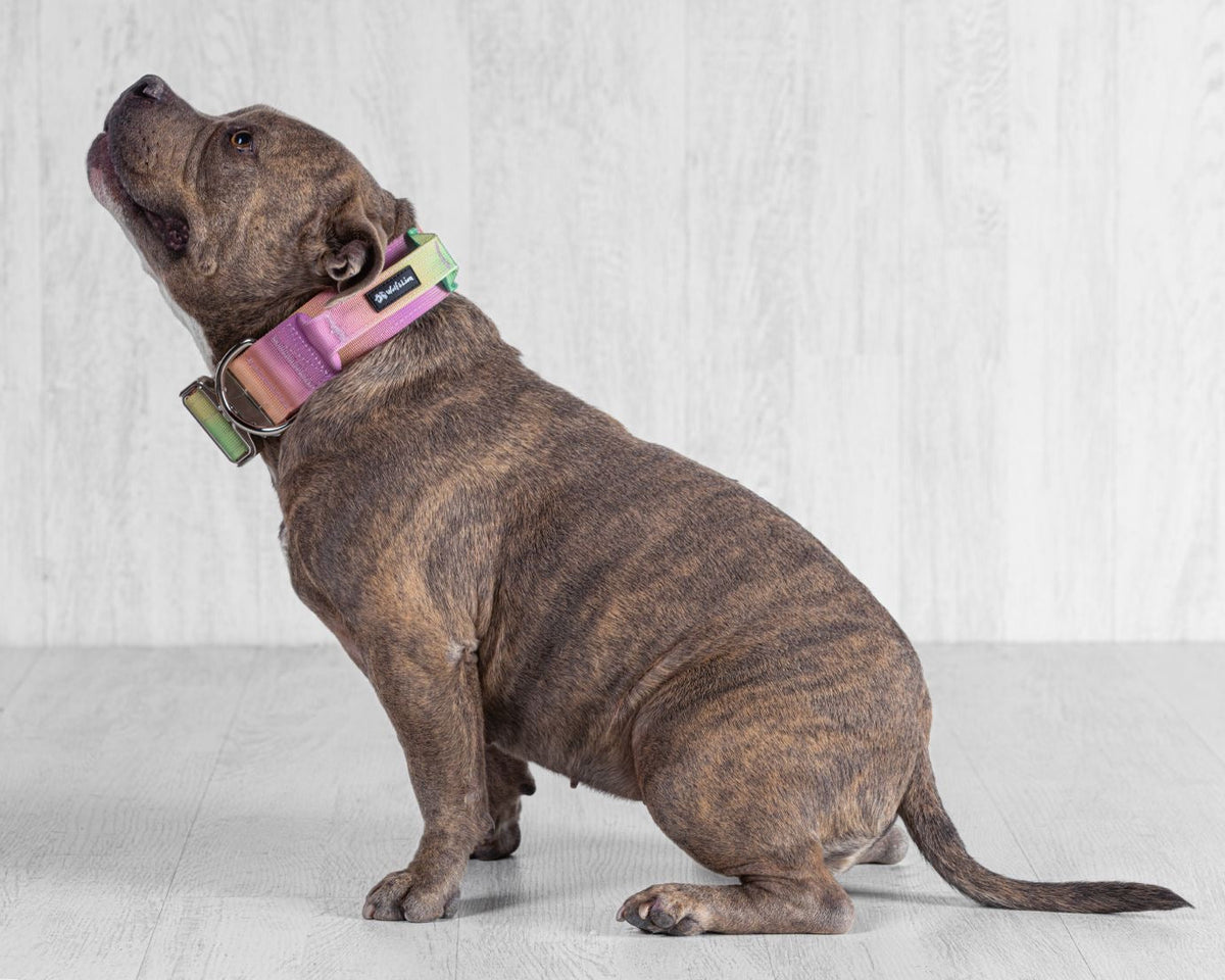 Collar Táctico con Asa de Control - Para Perros Grandes y Fuertes