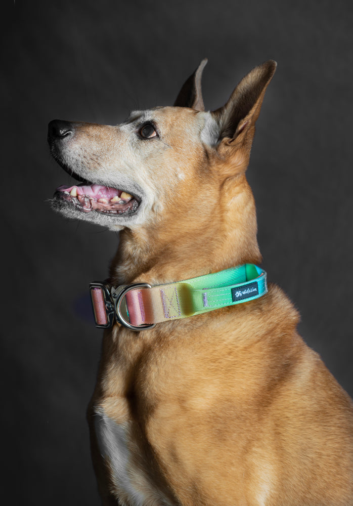 Collar Táctico con Asa de Control - Para Perros Grandes y Fuertes