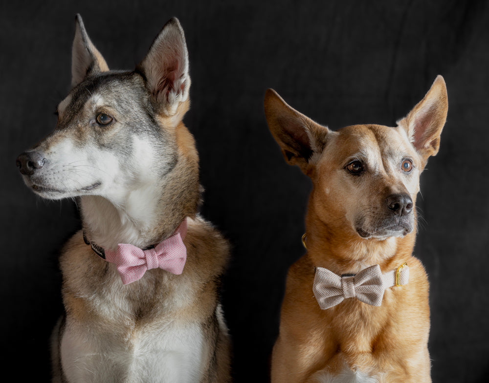 Collar Arena Perros Pequeños + Pajarita a Juego