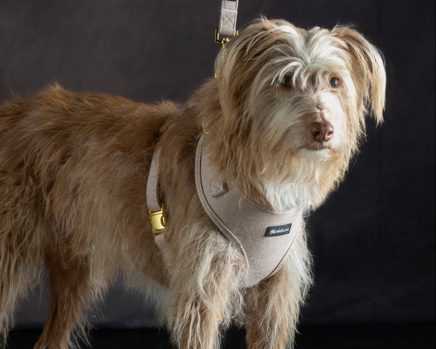 Arnés Cómodo y Suave para Perros Pequeños - Teckels y Razas Pequeñas