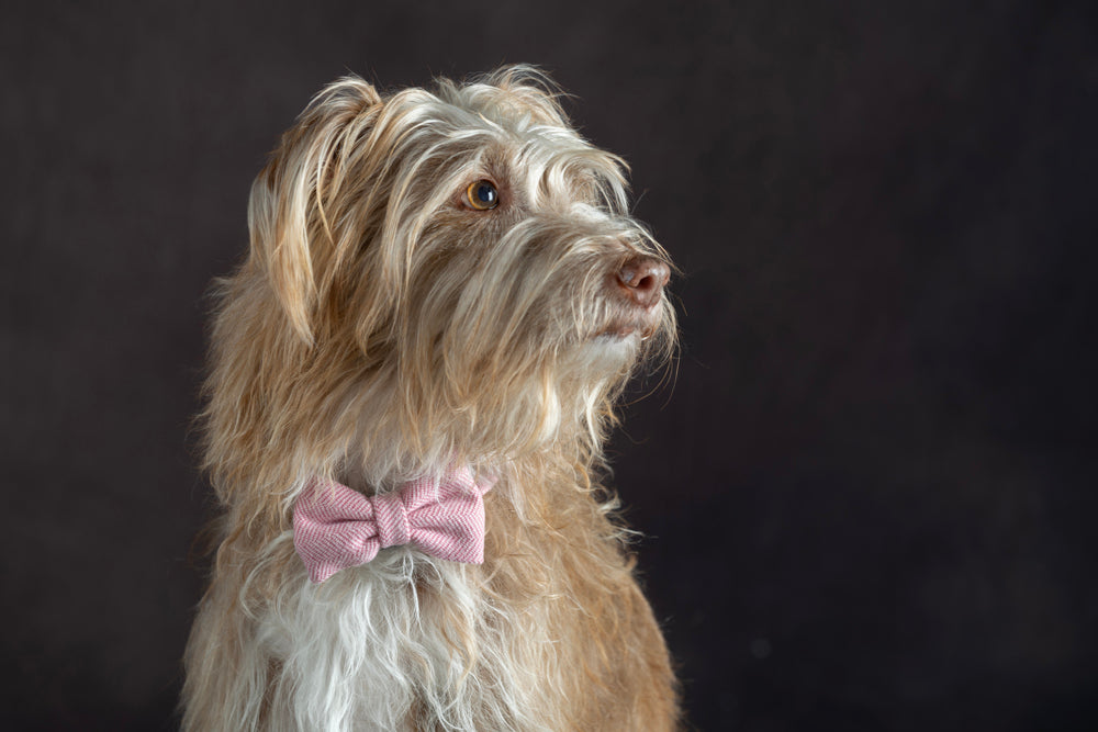 Collar Cómodo y Ligero para Perros Pequeños + Pajarita a Juego