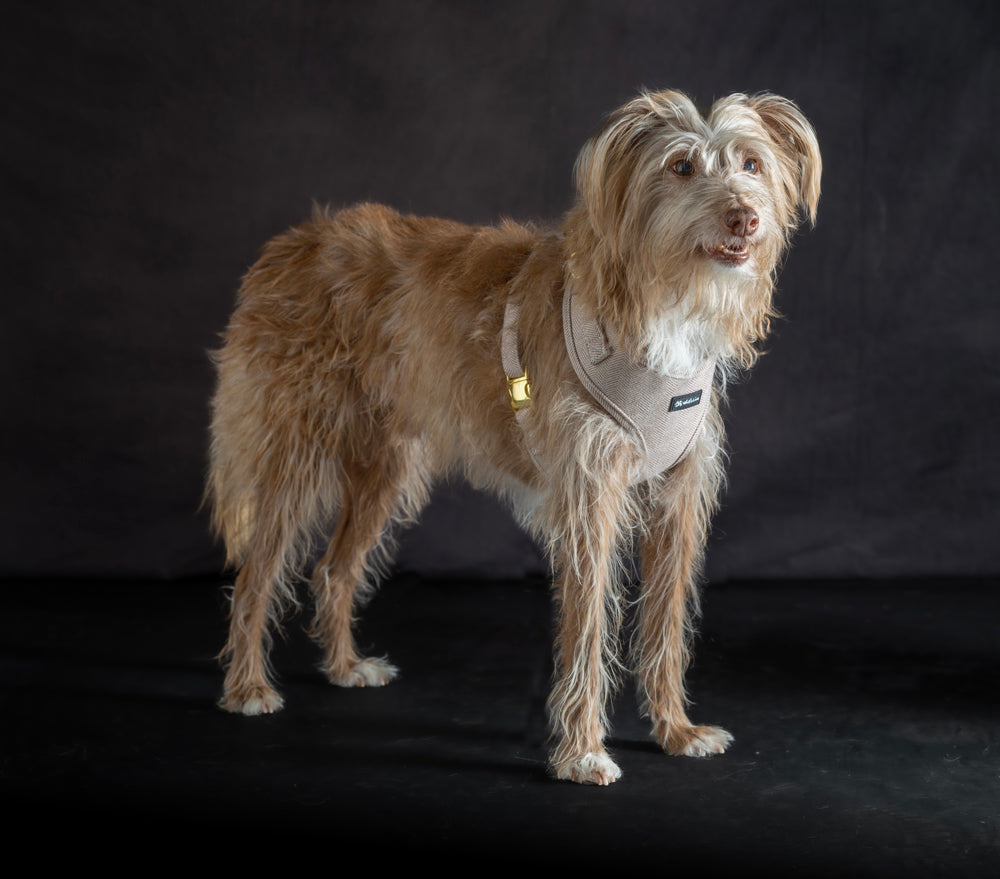 Arnés Cómodo y Suave para Perros Pequeños - Teckels y Razas Pequeñas