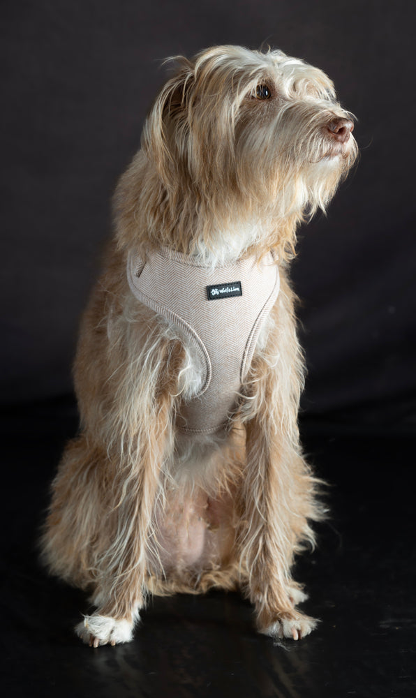 Arnés Cómodo y Suave para Perros Pequeños - Teckels y Razas Pequeñas